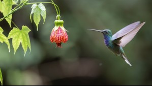 La naturaleza como huésped: hotel cinco estrellas de California cierra sus puertas para favorecer la comodidad de un colibrí