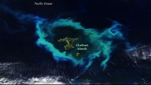 Anillo de luz mortal: cientos de ballenas pierden la vida por este hallazgo de la NASA en las Islas Chatham