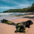 Para disfrutar la etapa de la jubilación dos países latinoamericanos con encantadoras playas y hermosos bosques ofrecen visados para jubilados. Ambos tienen en común estar en la lista de las 50 mejores playas del mundo.