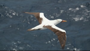 El ave más longeva del mundo: Wisdom es una albatros de 75 años considerada una curiosidad biológica