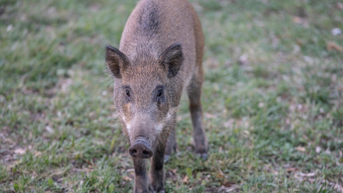 Alerta por invasión de jabalíes: Decretan medidas para contener poblaciones en este país