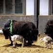 Científicos chinos anunciaron este lunes un avance en la clonación de yaks: 10 terneros clonados nacieron de forma natural en la Región Autónoma de Xizang, en el suroeste de China.