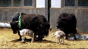 China logró clonar 10 yaks en el Tíbet y el resultado superó todas las expectativas