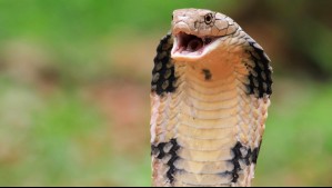 Turista alemán muere tras ser mordido por una cobra en un espectáculo de encantadores de serpientes en Egipto