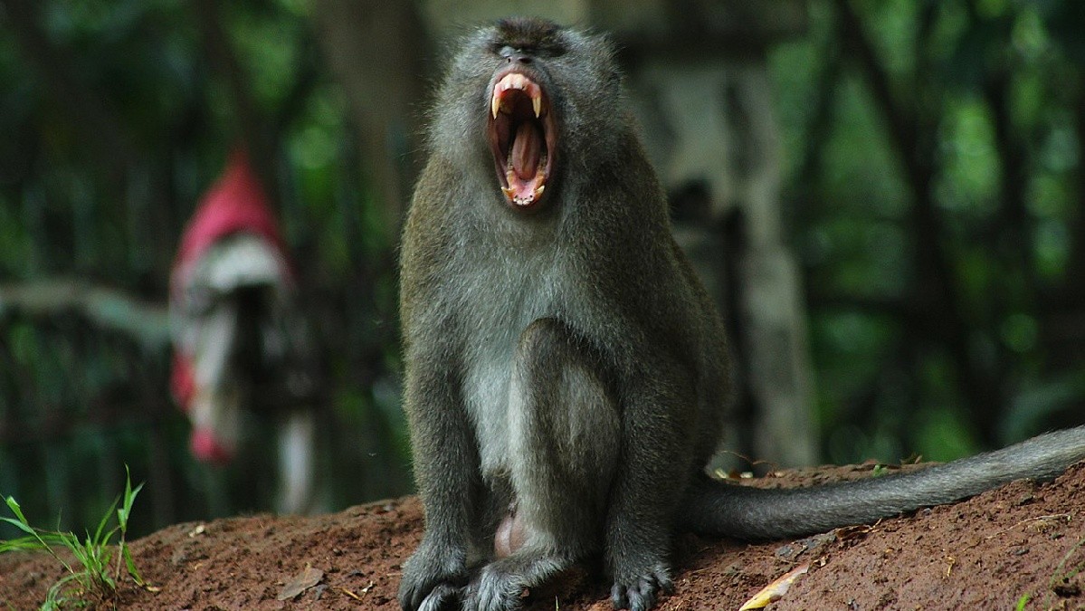 Insólito: ataque de mono deja fuera de combate a un marinero de Estados Unidos antes de misión crítica en Medio Oriente