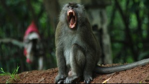 Insólito: ataque de mono deja fuera de combate a un marinero de Estados Unidos antes de misión crítica en Medio Oriente