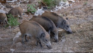 Alerta por jabalíes salvajes: Estados Unidos se enfrenta a invasión por 'súper cerdos' híbridos