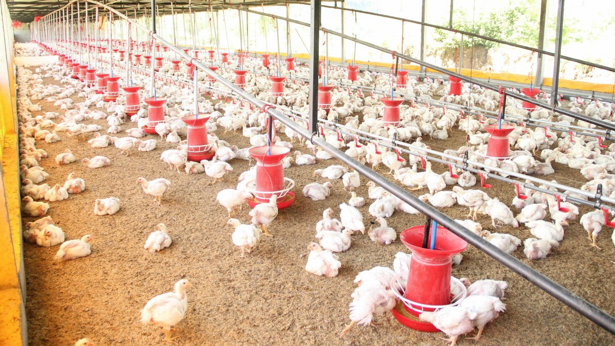 Guano de gallina contra el cambio climático: El oro biológico que llevó a un argentino a ser reconocido por Bill Gates