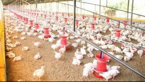 Guano de gallina contra el cambio climático: El oro biológico que llevó a un argentino a ser reconocido por Bill Gates