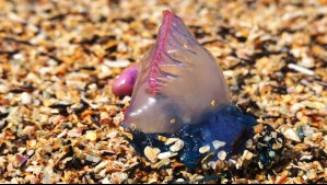 Alerta en el Caribe: Fuertes vientos desplazan a las playas la tóxica carabela portuguesa