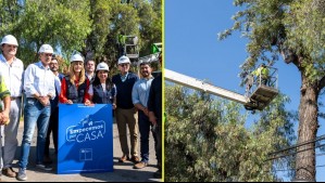 Gobierno lanza campaña para prevenir cortes de luz en invierno: 'El 30% se provocan por ramas o árboles'