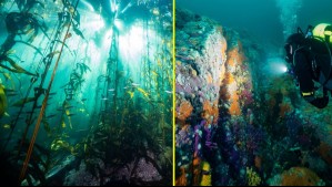 Científicos alertan de especie invasora que amenaza los bosques de algas de la Patagonia chilena