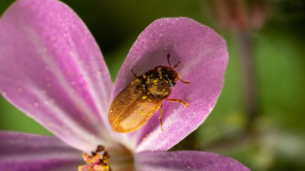 Alerta en estos seis estados de EEUU: Escarabajo invasor asiático devora bosques enteros de laurel rojo