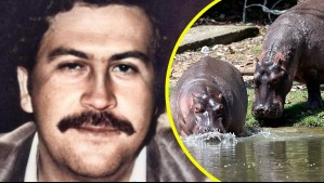 Hipopótamos de Pablo Escobar: Hijo de multimillonario indio ofrece cuidarlos para que no sean sacrificados
