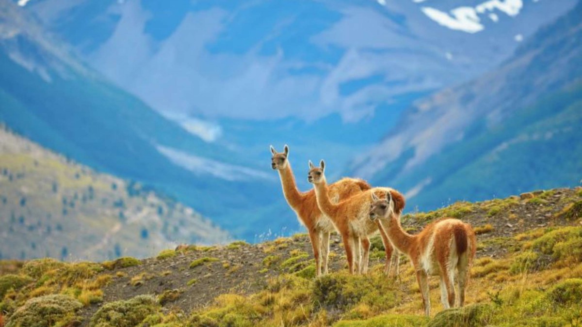 Argentina reintroduce especie que estaba extinta en una zona del país: Desapareció hace 110 años