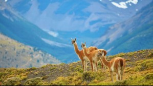 Argentina reintroduce especie que estaba extinta en una zona del país: Desapareció hace 110 años