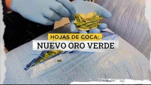 El nuevo oro verde: El preocupante aumento de tráfico de hojas de coca en Chile