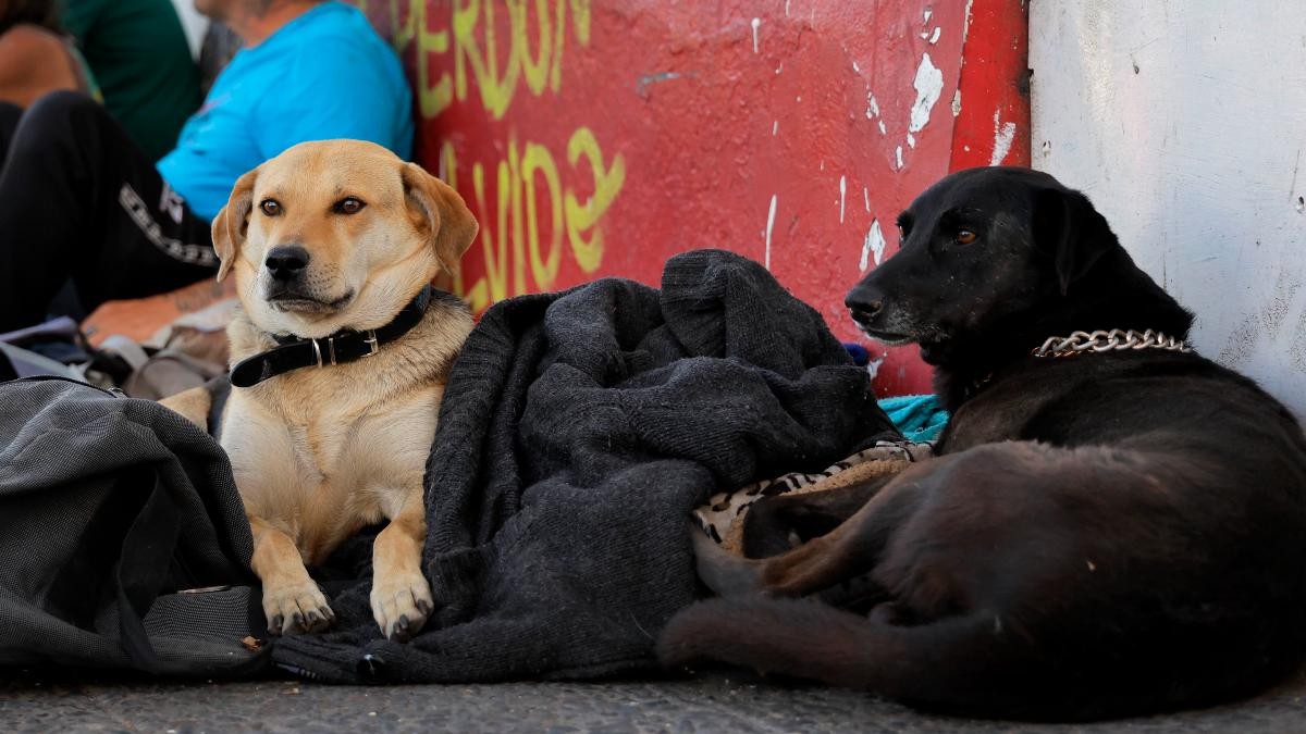'Estrategia de Bienestar Animal Integral': Académico UC desmiente que informe proponga eutanasia libre de perros abandonados