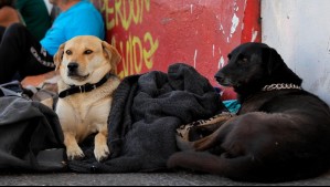 'Estrategia de Bienestar Animal Integral': Académico UC desmiente que informe proponga eutanasia libre de perros abandonados