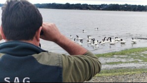 Alerta en Los Lagos: Confirman los primeros casos de Influenza Aviar H5N1 en Chiloé