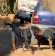 Un adulto mayor fue atacado por una jauría de perros Rottweirles en el sector de Laguna Verde, perteneciente a la comuna de Valparaíso. A través de un comunicado, el municipio porteño confirmó que se hizo la denuncia correspondiente.