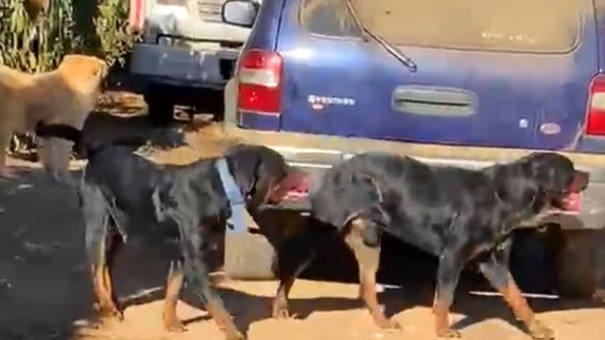 Adulto mayor fue atacado por perros Rottweirles en Valparaíso: Esto respondió el municipio