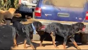 Adulto mayor fue atacado por perros Rottweirles en Valparaíso: Esto respondió el municipio