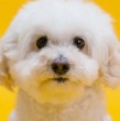 Los costos de tener una mascota en Estados Unidos han subido considerablemente con el pasar de los años, entre alimentación, suplementación y atención veterinaria