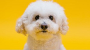 'Los queremos como a un familiar y gastamos como si lo fueran': cuánto cuesta tener una mascota en Estados Unidos