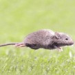 El virus hanta puede tardar semanas en manifestarse tras el contagio. Revisa cuáles son los primeros síntomas, cómo evoluciona la enfermedad y cómo se transmite.