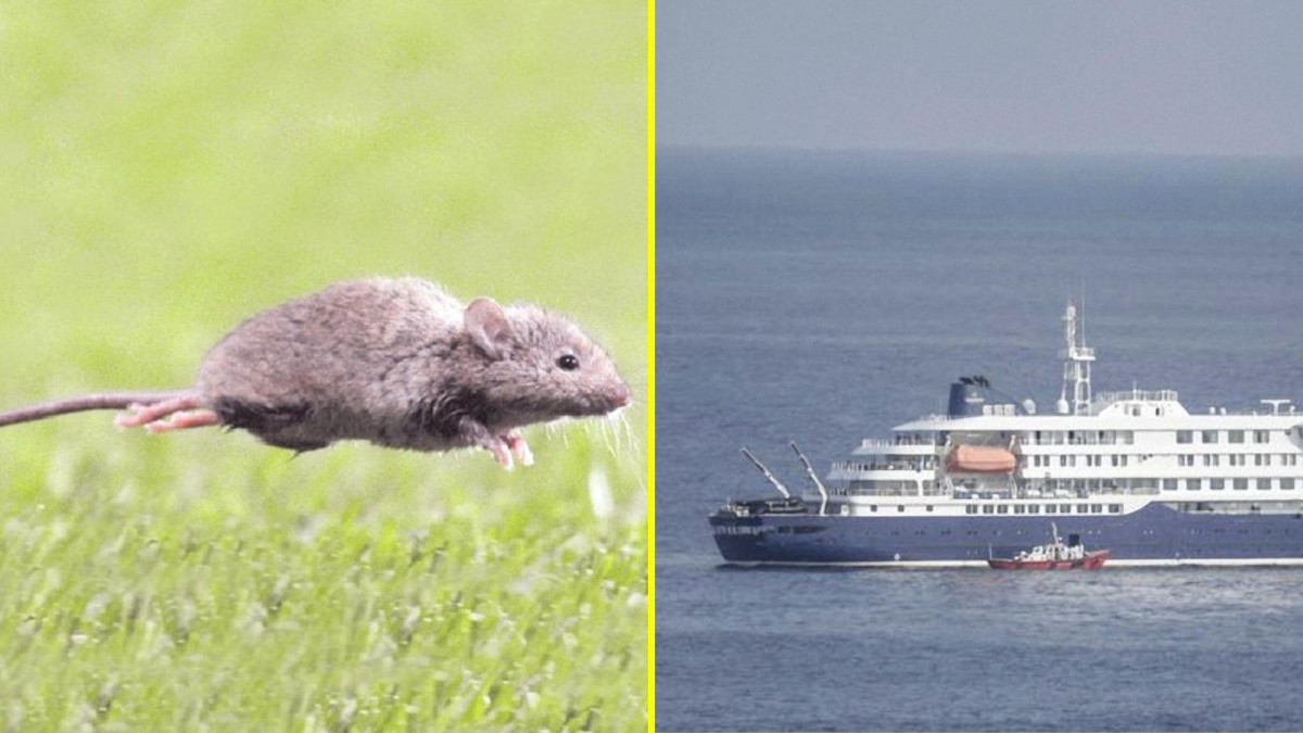 Tras contagios en crucero: ¿En cuánto tiempo aparecen los síntomas del virus hanta?