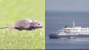 Tras contagios en crucero: ¿En cuánto tiempo aparecen los síntomas del virus hanta?
