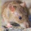 La OMS insistió en que el riesgo del hantavirus para la población general es extremadamente bajo, mientras los países preparan la repatriación de pasajeros del crucero MV Hondius, donde murieron tres personas.