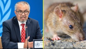 OMS tranquiliza a la población por hantavirus en crucero: 'El riesgo sigue siendo extremadamente bajo'