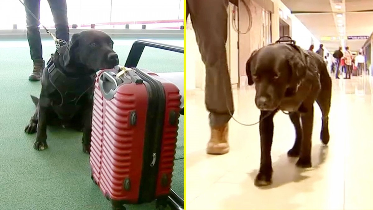 Puede detectar explosivos ocultos en maletas: La historia de Eros, el perro guardián del Aeropuerto de Santiago