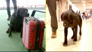 Puede detectar explosivos ocultos en maletas: La historia de Eros, el perro guardián del Aeropuerto de Santiago