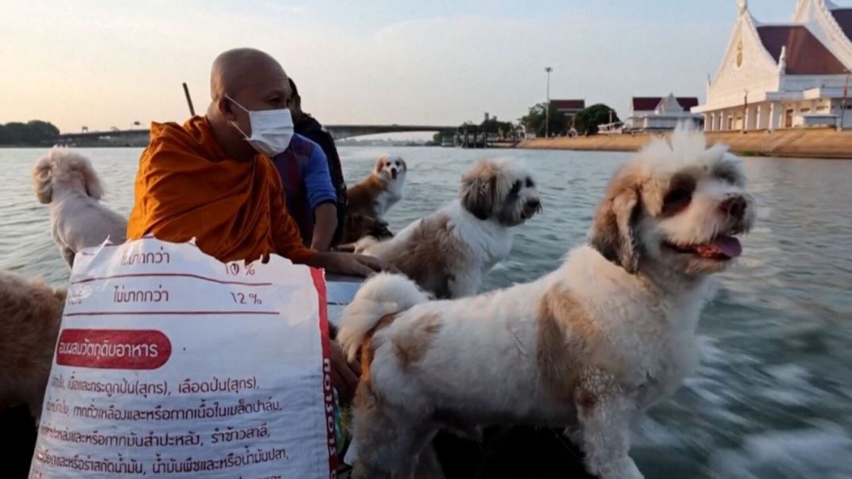 El arca de los peluditos: Más de 10 perros recorren un río en Tailandia junto a un monje durante las rondas de las limosnas