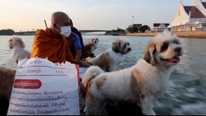 El arca de los peluditos: Más de 10 perros recorren un río en Tailandia junto a un monje durante las rondas de las limosnas