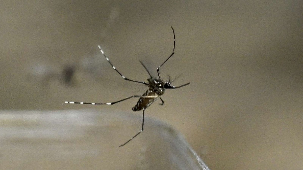 Senapred mantiene Alerta Amarilla por dengue en Rapa Nui: Brote ya suma 24 casos confirmados