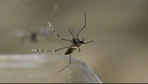 Senapred mantiene Alerta Amarilla por dengue en Rapa Nui: Brote ya suma 24 casos confirmados