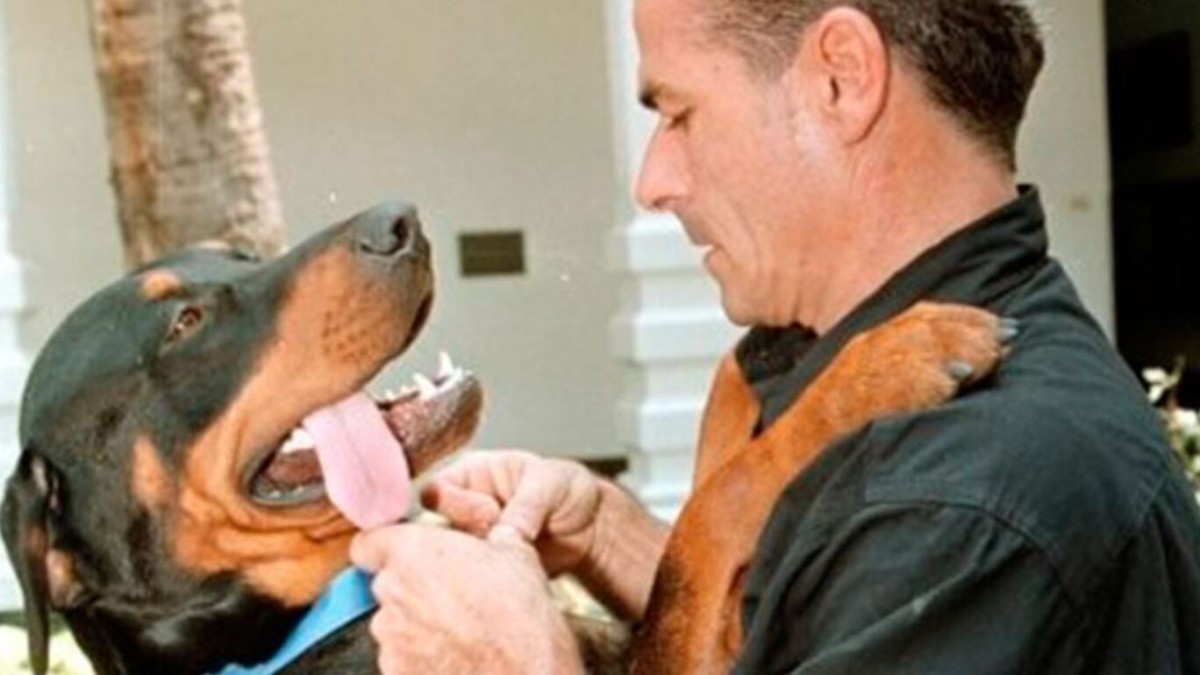 Récord Guinness para Orión: El perro rottweiler con la mayor cantidad de rescates en 24 horas en el mundo