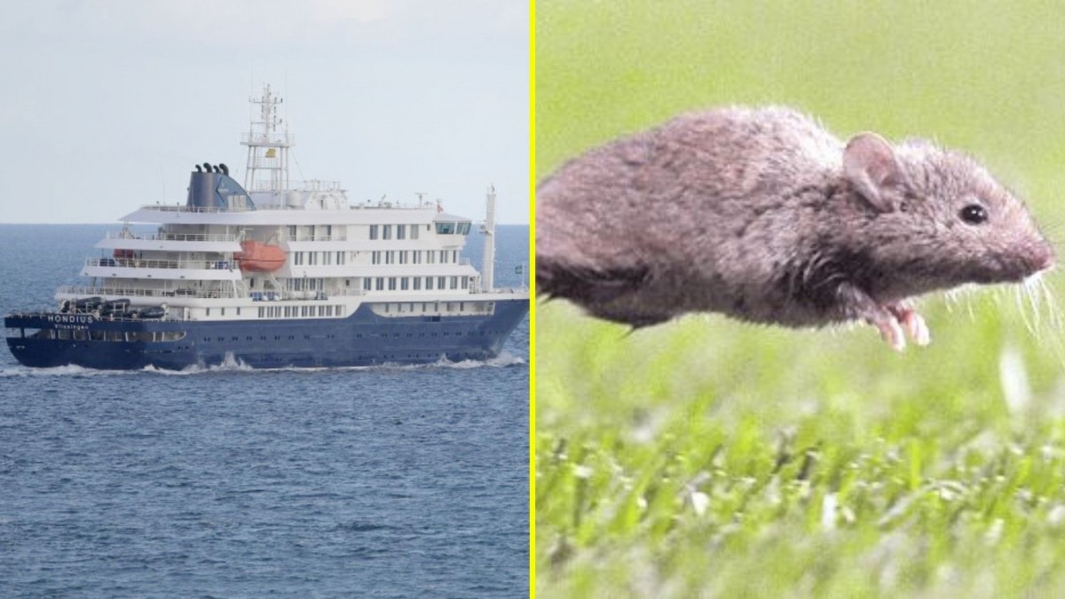 OMS confirma 11 casos y tres fallecidois por brote de hantavirus en crucero: Al menos ocho contagios son de cepa Andes