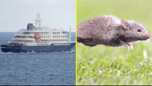 OMS confirma 11 casos y tres fallecidos por brote de hantavirus en crucero: Al menos ocho contagios son de cepa Andes