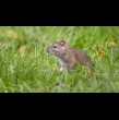 El brote de hantavirus que tuvo lugar en un crucero que iba de Argentina a Cabo Verde no es el primer foco de infección mortífero de este virus que suele encontrarse en roedores