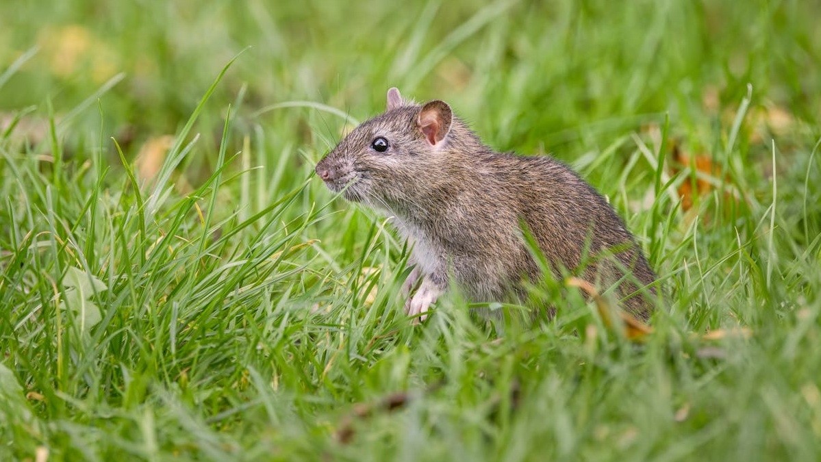 'Nadie estaba preparado para esto': cómo el hantavirus devastó un pueblo entero en Argentina