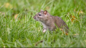 'Nadie estaba preparado para esto': cómo el hantavirus devastó un pueblo entero en Argentina