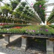 El reconocido vivero Planttae anunció el cierre de su tienda física, por lo que lanzó un remate total de sus plantas, macetas, insumos y sustratos hasta el próximo miércoles 20 de mayo. ¡Detalles!