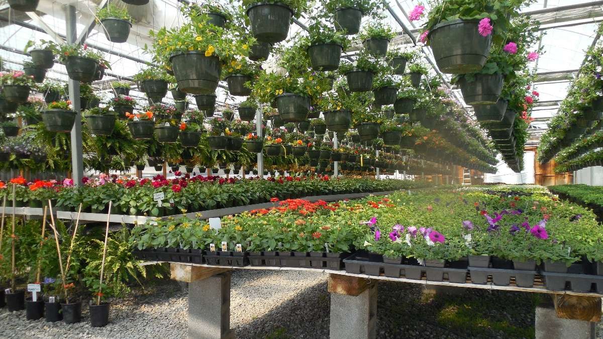 Reconocido vivero anuncia el cierre de su local y lanza un remate total de sus plantas