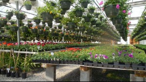 Reconocido vivero anuncia el cierre de su local y lanza un remate total de sus plantas