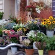 El vivero Planttae anunció el cierre de su tienda física, por lo que lanzó un remate total de sus plantas, macetas, insumos y sustratos hasta el próximo miércoles 20 de mayo. ¡Detalles!
